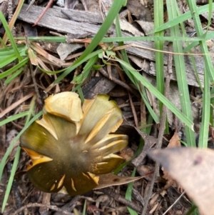 Cortinarius austrovenetus at Mongarlowe, NSW - 16 May 2020