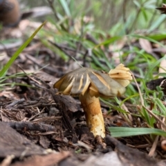 Cortinarius austrovenetus at Mongarlowe, NSW - 16 May 2020