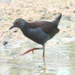 Zapornia tabuensis (Spotless Crake) at Jerrabomberra Wetlands - 14 Jan 2006 by Harrisi