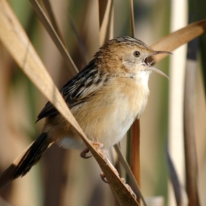 Cisticola exilis at Fyshwick, ACT - 31 May 2005 03:12 PM