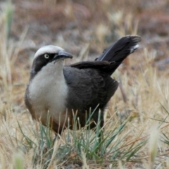 Pomatostomus temporalis temporalis (Grey-crowned Babbler) at Campbell, ACT - 1 Nov 2006 by Harrisi