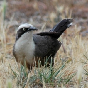 Pomatostomus temporalis temporalis at Campbell, ACT - 1 Nov 2006