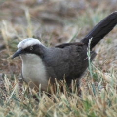 Pomatostomus temporalis temporalis at Campbell, ACT - 1 Nov 2006