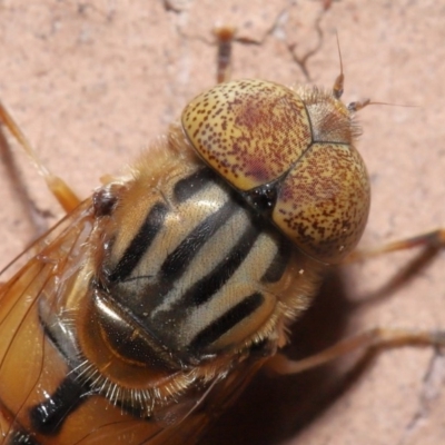 Eristalinus punctulatus (Golden Native Drone Fly) at Evatt, ACT - 12 May 2020 by TimL