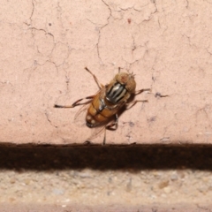 Eristalinus punctulatus at Evatt, ACT - 13 May 2020