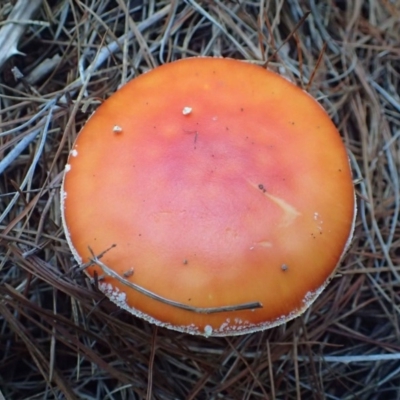 Amanita muscaria (Fly Agaric) at Lower Cotter Catchment - 16 May 2020 by RWPurdie