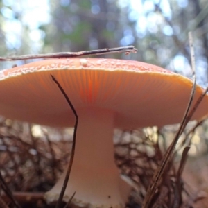 Amanita muscaria at Coree, ACT - 16 May 2020