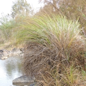 Carex polyantha at Greenway, ACT - 22 Jan 2020