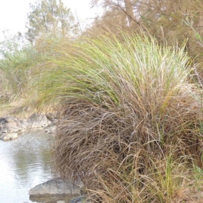 Carex polyantha (A Sedge) at Bullen Range - 22 Jan 2020 by michaelb