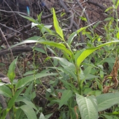 Persicaria hydropiper (Water Pepper) at Greenway, ACT - 22 Jan 2020 by michaelb