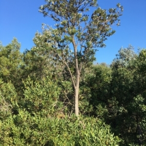 Banksia integrifolia subsp. integrifolia at Tura Beach, NSW - 16 May 2020