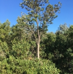 Banksia integrifolia subsp. integrifolia (Coast Banksia) at Tura Beach, NSW - 16 May 2020 by Carine