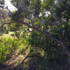 Banksia integrifolia subsp. integrifolia (Coast Banksia) at North Tura - 16 May 2020 by Carine