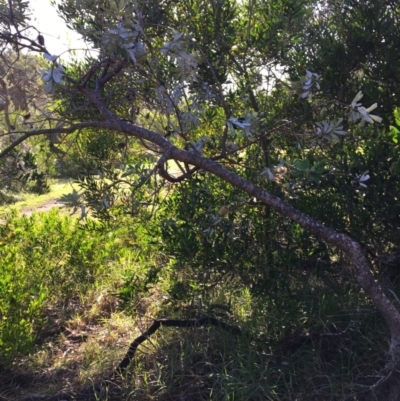 Banksia integrifolia subsp. integrifolia (Coast Banksia) at Tura Beach, NSW - 16 May 2020 by Carine