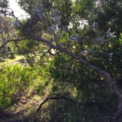 Banksia integrifolia subsp. integrifolia (Coast Banksia) at North Tura Coastal Reserve - 16 May 2020 by Carine