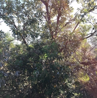 Banksia integrifolia subsp. integrifolia (Coast Banksia) at North Tura Coastal Reserve - 16 May 2020 by Carine