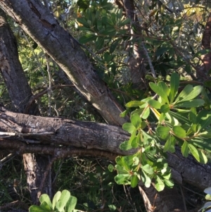Banksia integrifolia subsp. integrifolia at Tura Beach, NSW - 16 May 2020