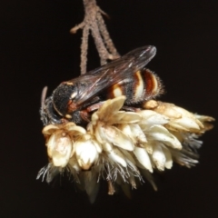 Bembecinus sp. (genus) (A sand wasp) at Hackett, ACT - 3 Mar 2020 by TimL