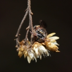 Bembecinus sp. (genus) at Hackett, ACT - 3 Mar 2020