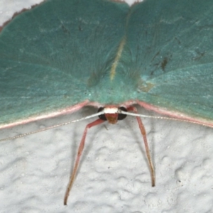 Chlorocoma dichloraria at Ainslie, ACT - 29 Nov 2019