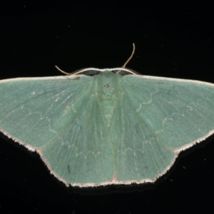 Prasinocyma semicrocea at Ainslie, ACT - 29 Nov 2019 10:17 PM