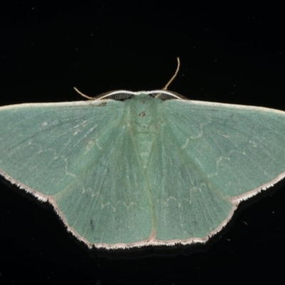 Prasinocyma semicrocea (Common Gum Emerald moth) at Ainslie, ACT - 29 Nov 2019 by jb2602