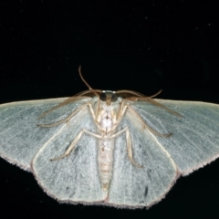 Prasinocyma semicrocea at Ainslie, ACT - 29 Nov 2019 10:17 PM