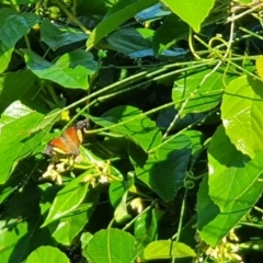 Vanessa itea (Yellow Admiral) at Mollymook Beach Bushcare - 5 May 2020 by PaulH