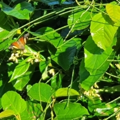 Vanessa itea at Mollymook Beach Bushcare - 5 May 2020