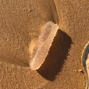 Pyrosoma atlantica at Mirador, NSW - 17 May 2020