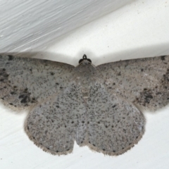 Taxeotis intextata (Looper Moth, Grey Taxeotis) at Ainslie, ACT - 29 Nov 2019 by jbromilow50