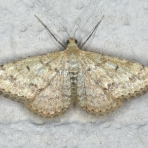 Scopula rubraria at Ainslie, ACT - 29 Nov 2019 08:49 PM