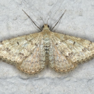 Scopula rubraria (Reddish Wave, Plantain Moth) at Ainslie, ACT - 29 Nov 2019 by jb2602