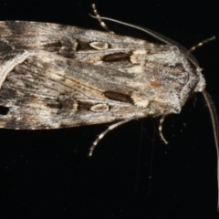 Agrotis munda (Brown Cutworm) at Ainslie, ACT - 29 Nov 2019 by jbromilow50