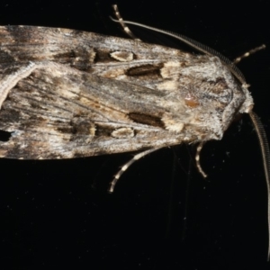 Agrotis munda at Ainslie, ACT - 29 Nov 2019