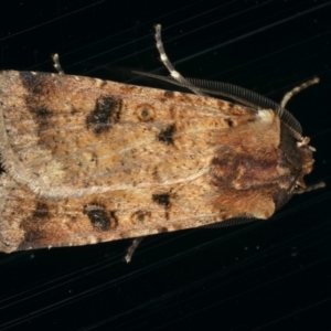 Agrotis porphyricollis at Ainslie, ACT - 29 Nov 2019 08:51 PM