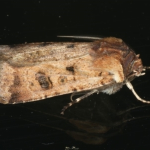 Agrotis porphyricollis at Ainslie, ACT - 29 Nov 2019 08:51 PM