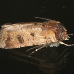 Agrotis porphyricollis at Ainslie, ACT - 29 Nov 2019 08:51 PM