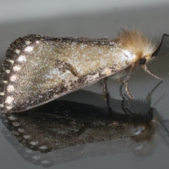 Epicoma contristis at Ainslie, ACT - 29 Nov 2019