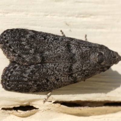 Heteromicta pachytera (Galleriinae subfamily moth) at Ainslie, ACT - 29 Nov 2019 by jb2602