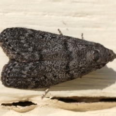 Heteromicta pachytera (Galleriinae subfamily moth) at Ainslie, ACT - 28 Nov 2019 by jbromilow50