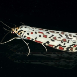 Utetheisa pulchelloides at Ainslie, ACT - 29 Nov 2019 09:06 PM