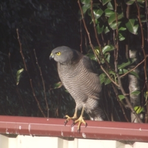 Accipiter fasciatus at Tura Beach, NSW - 16 May 2020