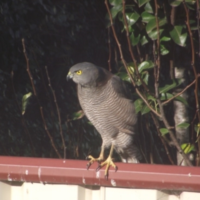 Tachyspiza fasciata (Brown Goshawk) at Tura Beach, NSW - 16 May 2020 by JDavidM