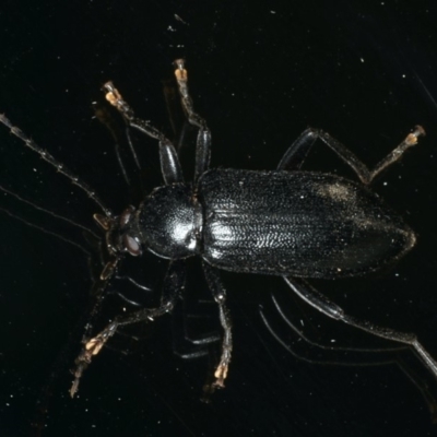 Metistete pimeloides (Comb-clawed beetle) at Ainslie, ACT - 29 Nov 2019 by jbromilow50