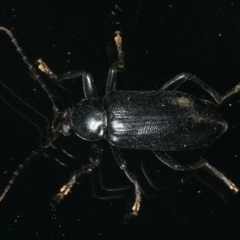 Metistete pimeloides at Ainslie, ACT - 29 Nov 2019