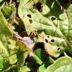 Coccinella transversalis at Dunlop, ACT - 17 May 2020