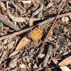 Vanessa kershawi (Australian Painted Lady) at Aranda Bushland - 17 May 2020 by KMcCue