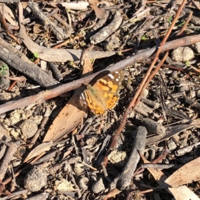 Vanessa kershawi (Australian Painted Lady) at Aranda Bushland - 17 May 2020 by KMcCue