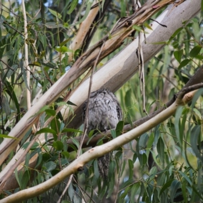 Podargus strigoides (Tawny Frogmouth) at Bowral, NSW - 17 May 2020 by pdmantis